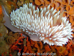 Silver Nudibranch, taken at Scotsman Reef in Port Elizabe... by Anthony Wooldridge 